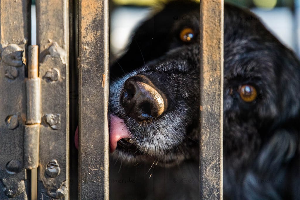 Trüffelspurhund Manolo nach seinem Einsatz / © Foto: Georg Berg