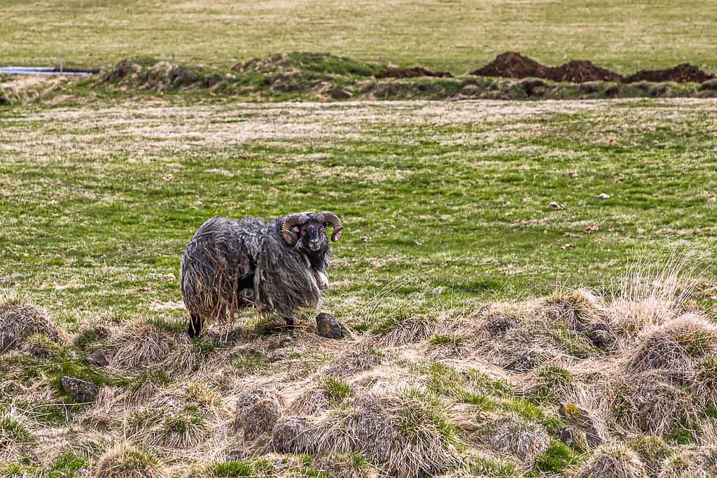 Isländisches Anführerschaf / © Foto: Georg Berg