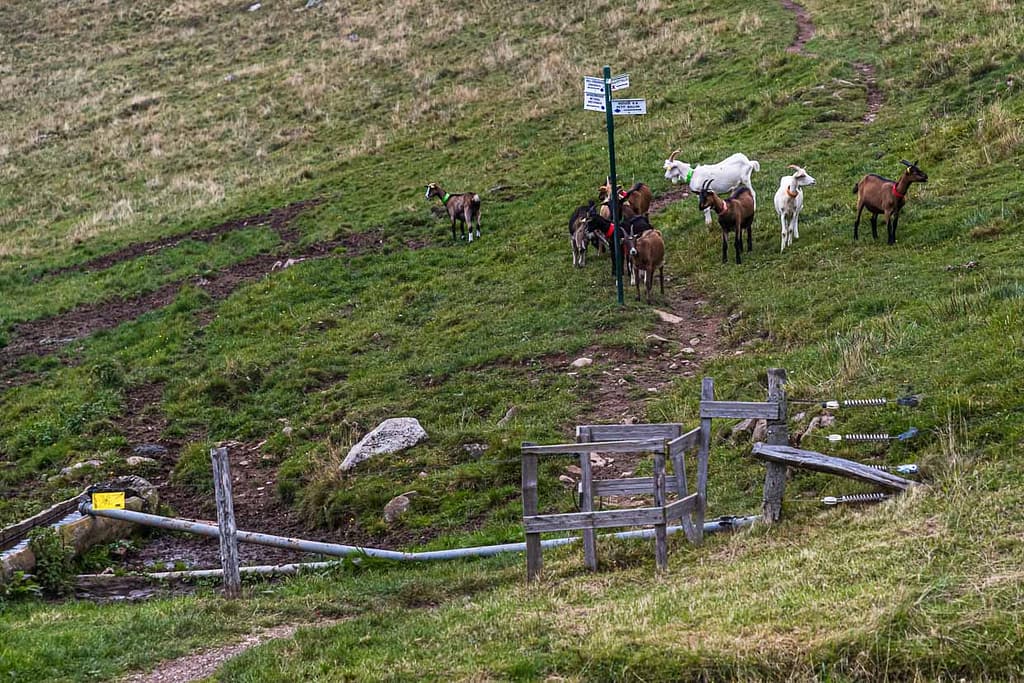 Ziegen an einer Absperrung mit Wanderzeichen in den Vogesen / © Foto: Georg Berg