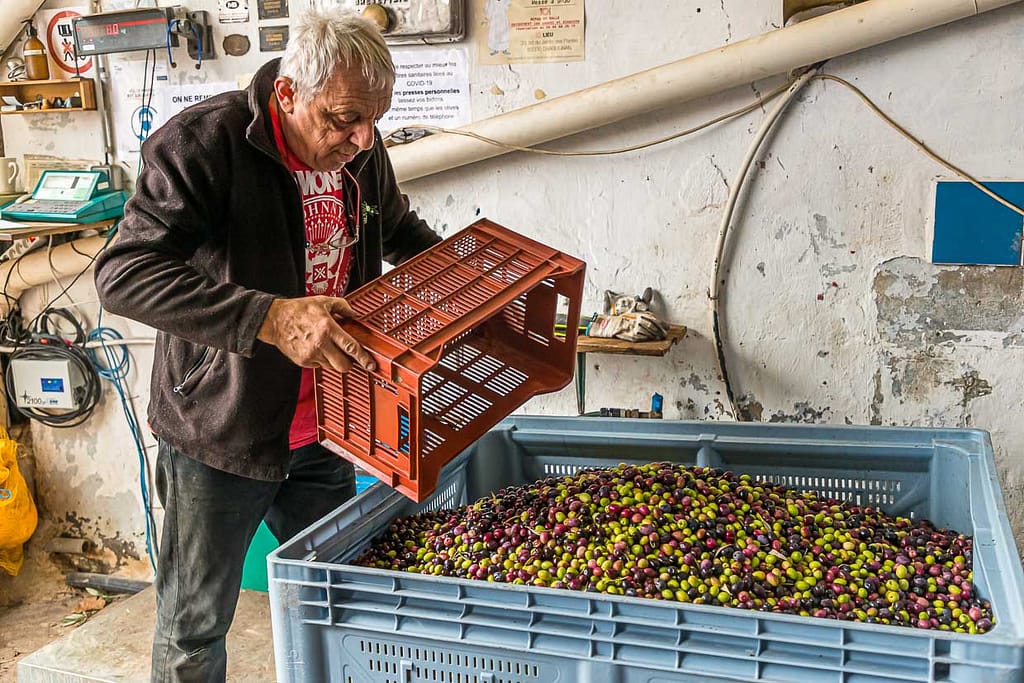 Pressmeister Fabrice Godet aus Draguignan wiegt die Anlieferung frisch geernteter Oliven ab. Ab 300 Kilo bekommt der Kunde das Öl aus seinen eigenen Oliven. Kleinere Mengen werden mit anderen Sorten und Lieferungen gemischt,  Draguignan, Department Var, Provence, Frankreich / © Foto: Georg Berg