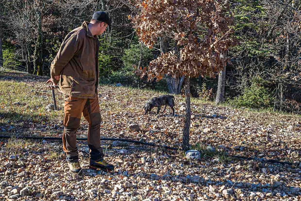 In Frankreich nennt man die oft kreisrunde Stelle in der Nähe eines Baumes (hier Eiche) an der kein Gras wächst, Brullée. Das im Boden wachsende Mycel des kostbaren Speisepilzes verhindert, dass Gras oder andere Pflanzen an der Oberfläche wachsen. Daher ist ein Brullée Anzeiger für Stellen, an denen Trüffel wachsen. Tuber Melanosporum gehört zu den Hexenring bildenden Pilzarten / © Foto: Georg Berg