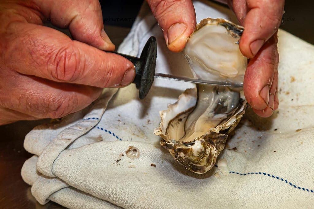 Öffnen einer Auster mit dem Austernmesser / © Foto: Georg Berg