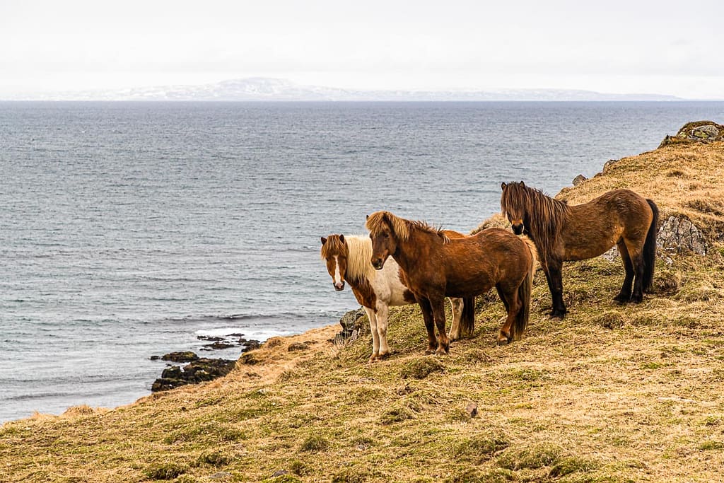 Islandponys müssen in Island Pferd genannt werden / © Foto: Georg Berg