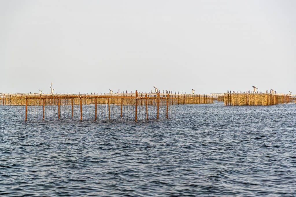 An den Bänken Étang de Thau hängen die Austern an Seilen und werden mehrmals am Tag für sechs Stunden ins vier Meter tiefe Wasser getaucht / © Foto: Georg Berg