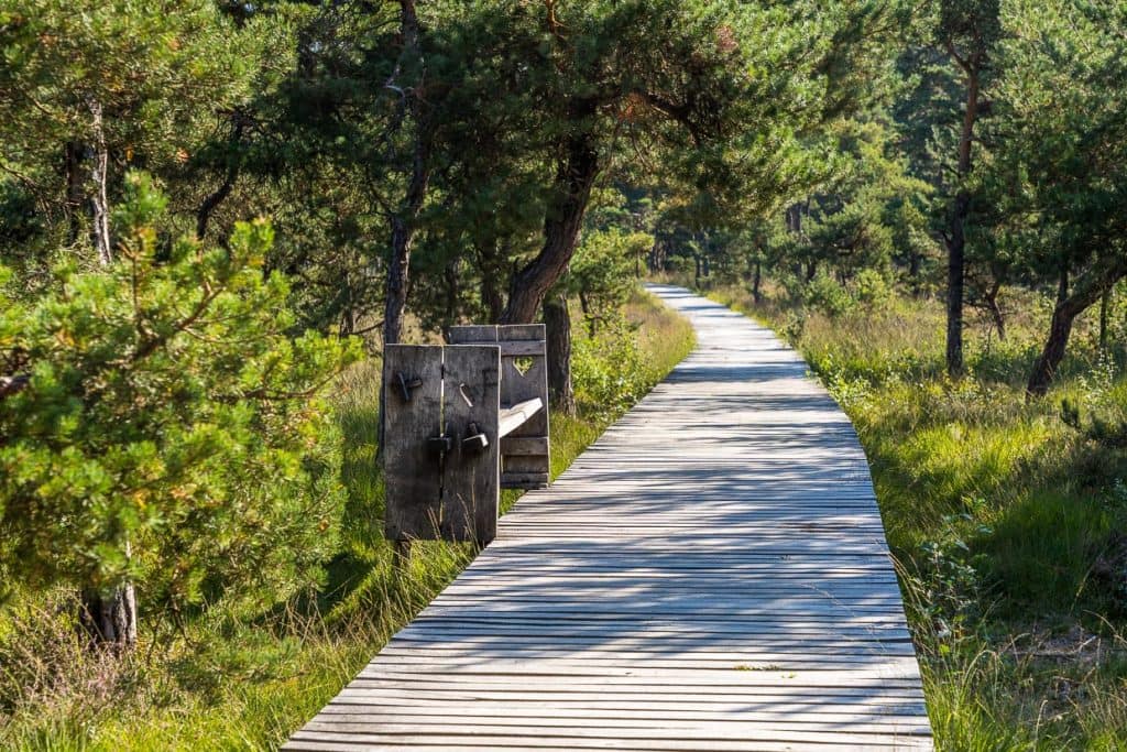 Der Bohlenpfad im Naturgebiet Koematenveld ist Teil des Umfassungswegs, der im Jahr 1890 vom deutschen Landschaftsarchitekten Petzold angelegt wurde / © Foto: Georg Berg