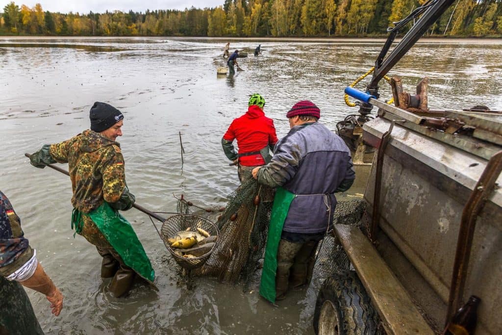 Karpfen abfischen in der Oberpfalz. Seit dem 13. Jahrhundert betreiben Menschen in der Region Tirschenreuth Fischzucht. Im Herbst werden die Teiche geleert und die Fische kommen in Wasserbassins, bevor sie verkauft oder geschlachtet werden / © Foto: Georg Berg
