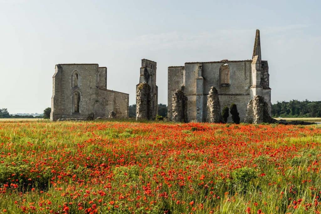 Ruines d'abbaye sur l'île de Ré au milieu des coquelicots en fleurs / © Photo : Georg Berg