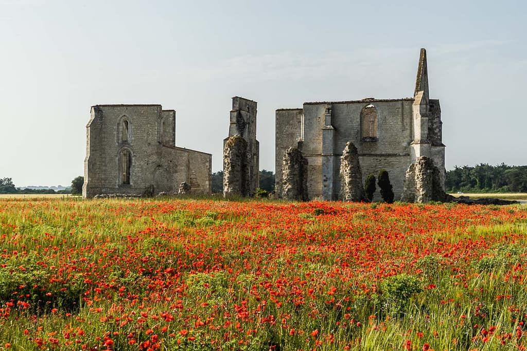 Klosterruine auf der Ile de Ré inmitten von blühendem Klatschmohn / © Foto: Georg Berg