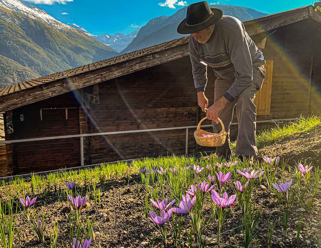 Safranernte in der Schweiz / © Foto: Georg Berg
