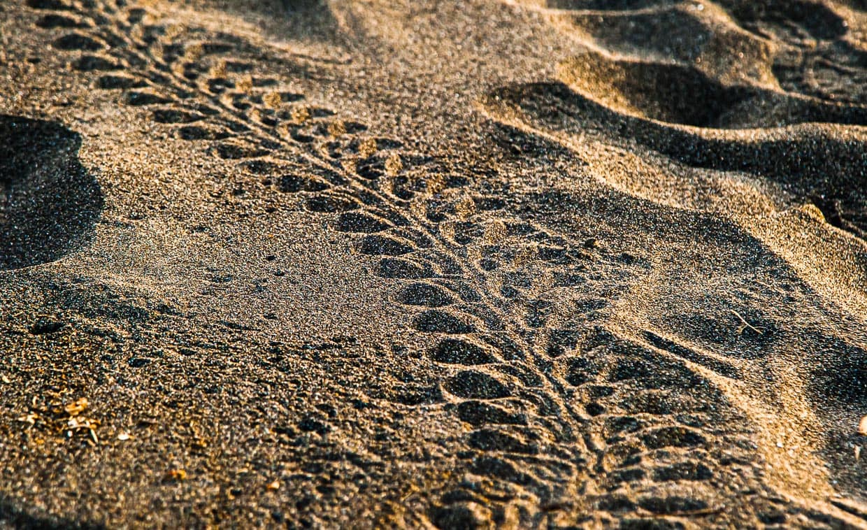 Spuren am Strand. Schon menschliche Fußabdrücke können ein schwer überwindliches Hindernis sein. Deutlich zu erkennen sind die Flossenabdrücke und der Kiel unter dem Panzer. Er sorgt im Wasser für eine gute Hydrodynamik / © Foto: Georg Berg
