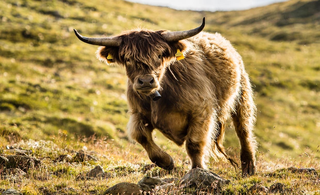 A beauty of a beast. Der Bulle staunt nicht schlecht. Was die Menschen auf seiner Alp so alles anstellen ... ? / © Foto: Georg Berg