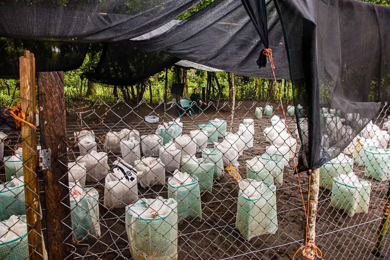 Die eingezäunte Hatchery wird Tag und Nacht bewacht. Unter jedem der weißen Käfige ist ein Gelege. Wenn nach ca. 60 Tagen die Jungen schlüpfen, darf nicht viel Zeit vergehen, bis sie ins Meer entlassen werden. Zuvor werden aber alle gezählt und vermessen / © Foto: Georg Berg