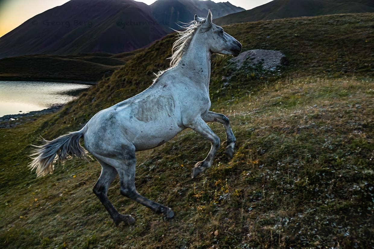 Erscheinung im Morgengrauen. Der Schimmel ist gerade auf der Flucht vor seinem ärgerlichen Besitzer. Wie das Nachspiel ausgesehen hat, lässt sich nur vermuten / © Foto: Georg Berg