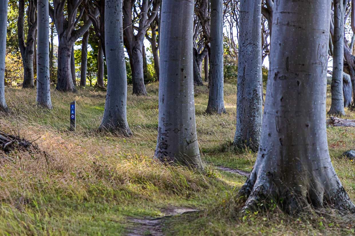 Der Wald Travens Vänge liegt direkt an der Steilküste. Vor hieraus hat man einen guten Blick nach Fünen / © Foto: Georg Berg