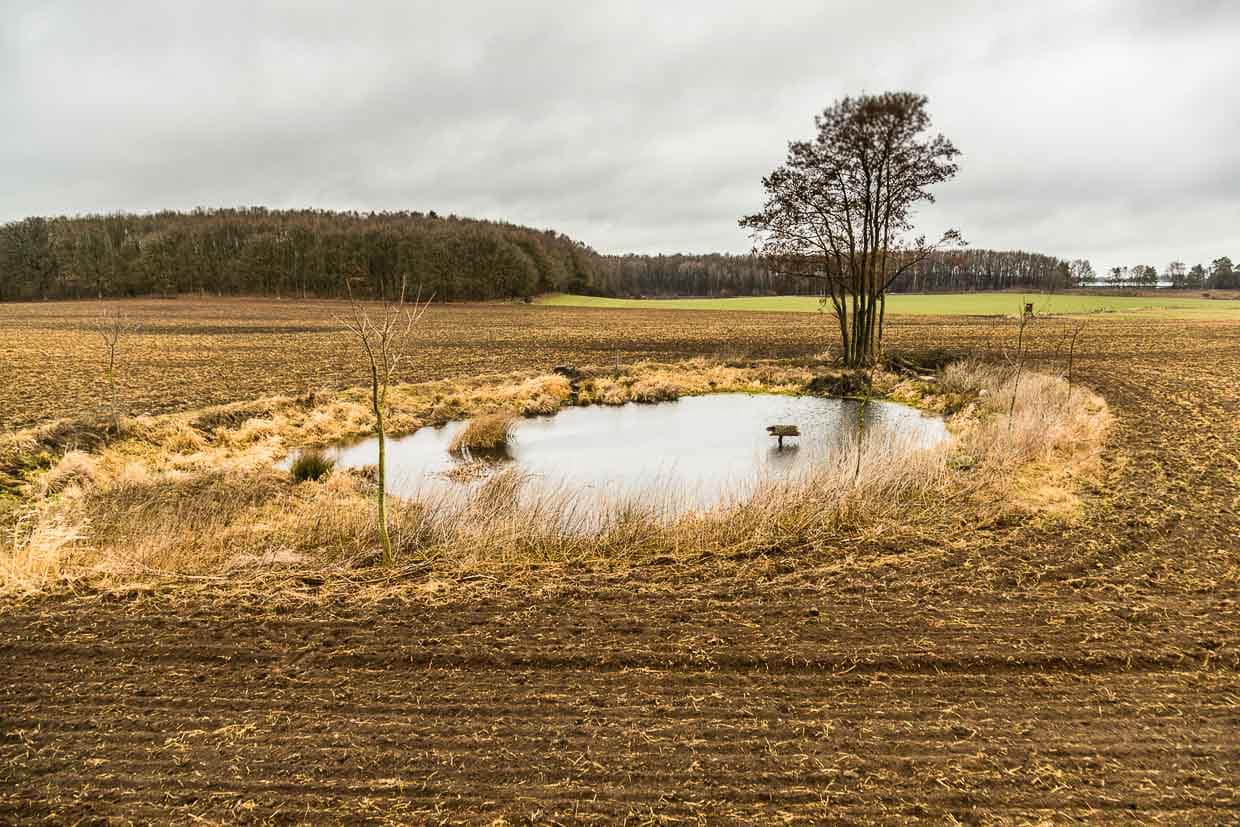 Badesee für grünfüßige Teichhühner. Einer von vielen Tümpeln, die Dierk Engel rund um Fincken gestaltet hat / © Foto: Georg Berg