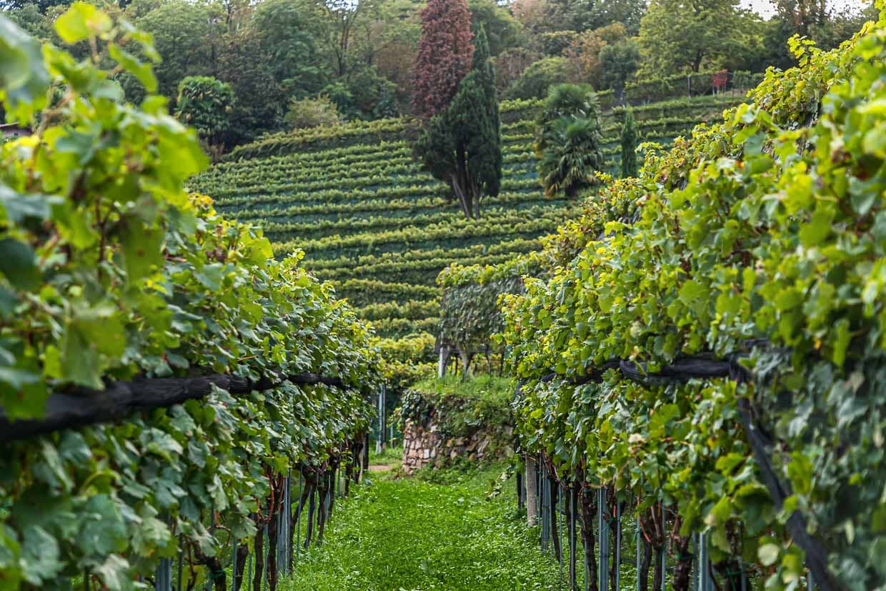 Weinproduktion auf der Tenuta San Giorgio. Ende September ist die Weinlese beendet und die Arbeit in der Kelterei in vollem Gang / © Foto: Georg Berg