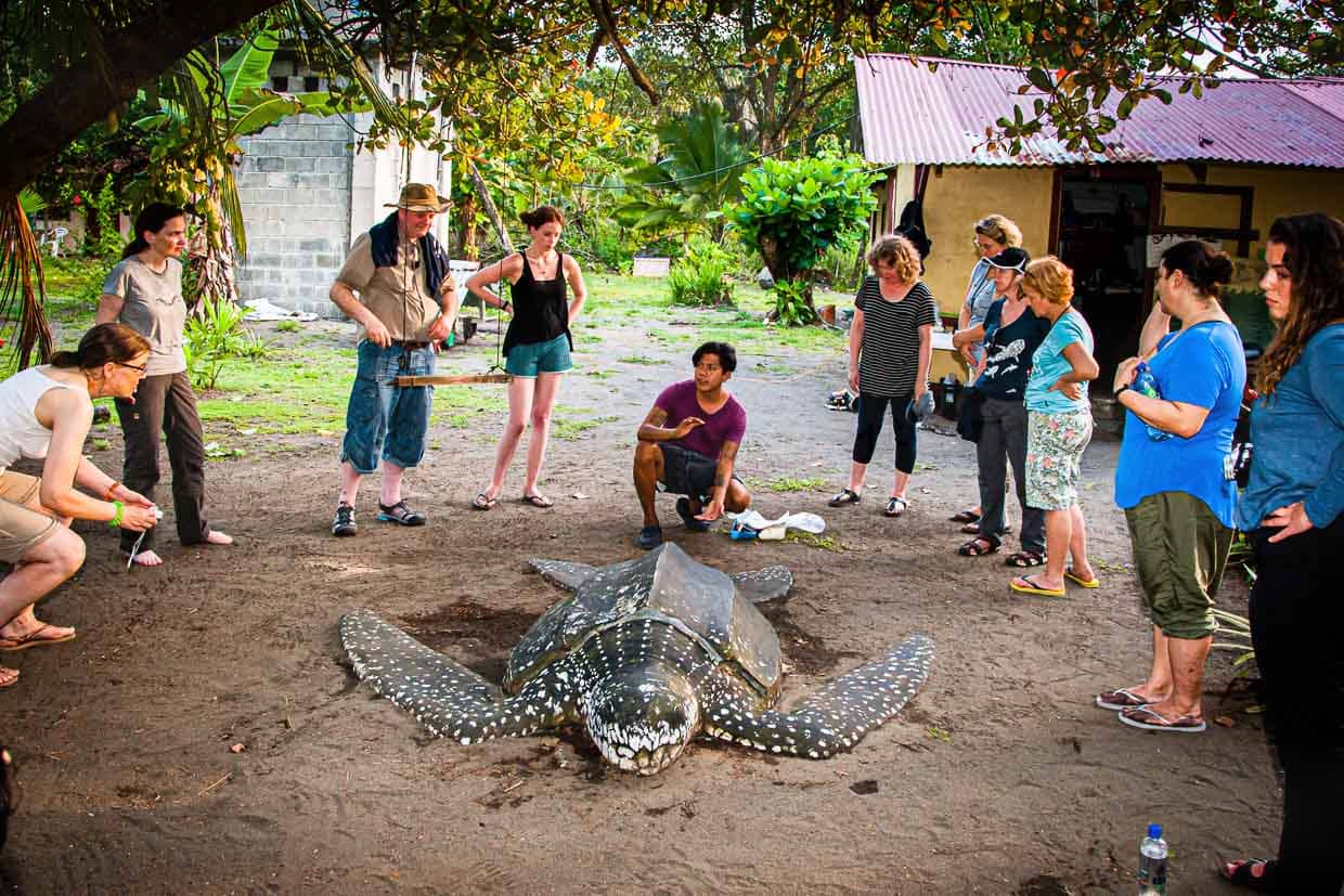 Using the full-size model, a scientist familiarizes the group of lay scientists with the activities they have to perform themselves on a living sea turtle in the dark of night / © Photo: Georg Berg