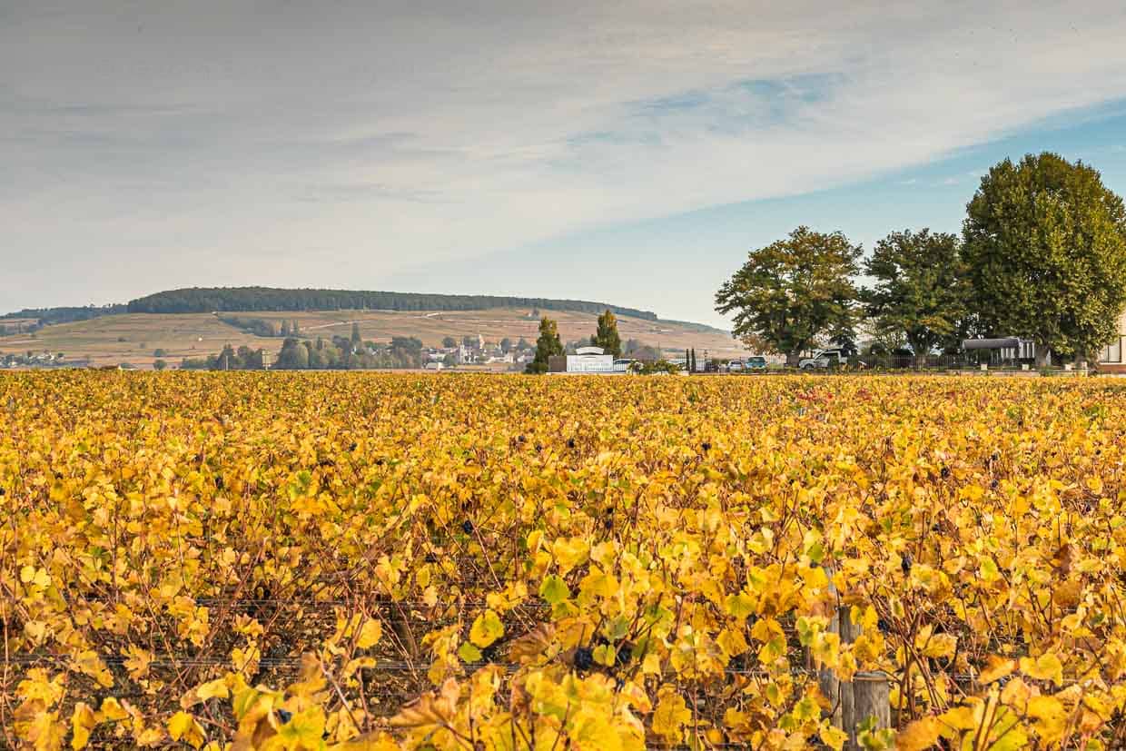 Montagne de Corton / © Photo: Georg Berg