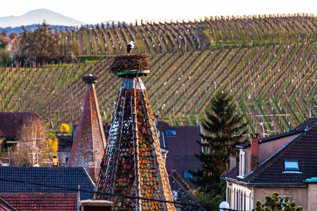 Es hat seinen Grund, warum die Souvenirsläden im Elsass von Storchenmotiven dominiert werden. Viele Burg- und Kirchtürme sind Nistplätze von Storchenpaaren / © Foto: Georg Berg