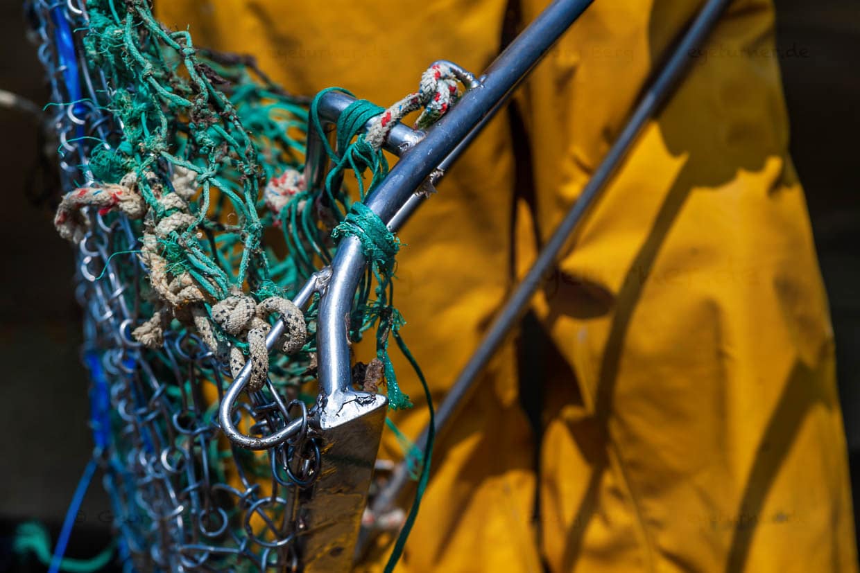 Dieser Fangkorb wird hinter dem Segelboot hergezogen und löst die Austern von ihrem Untergrund / © Foto: Georg Berg