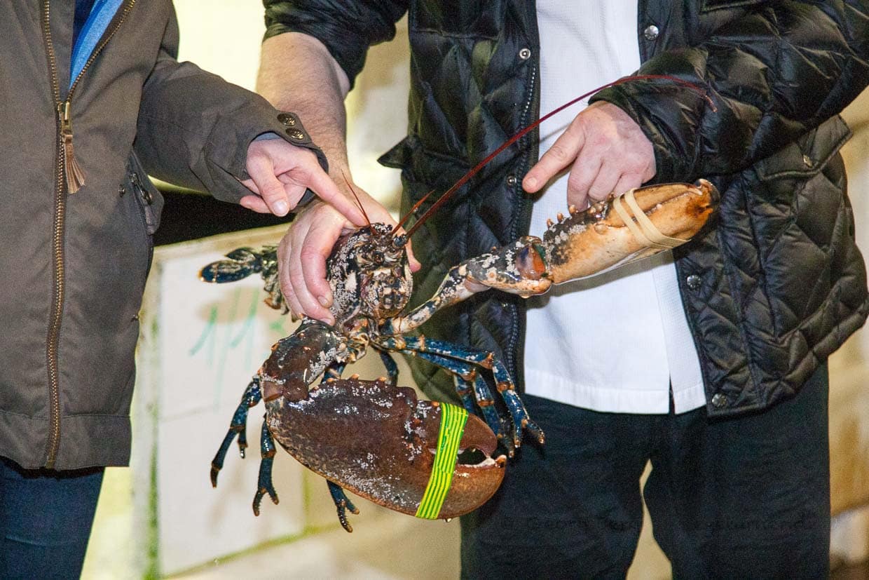 Sternekoch Loïc Le Bail vom Brittany & Spa mit Hummer in der Hand / © Foto: Georg Berg