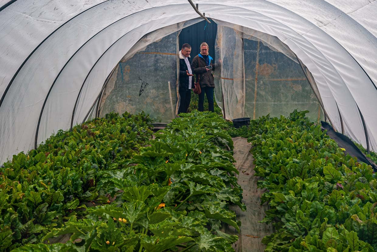 Sternekoch Loïc Le Bail überzeugt sich zusammen mit Angela Berg von der Qualität der Zucchini im Gewächshaus / © Foto: Georg Berg
