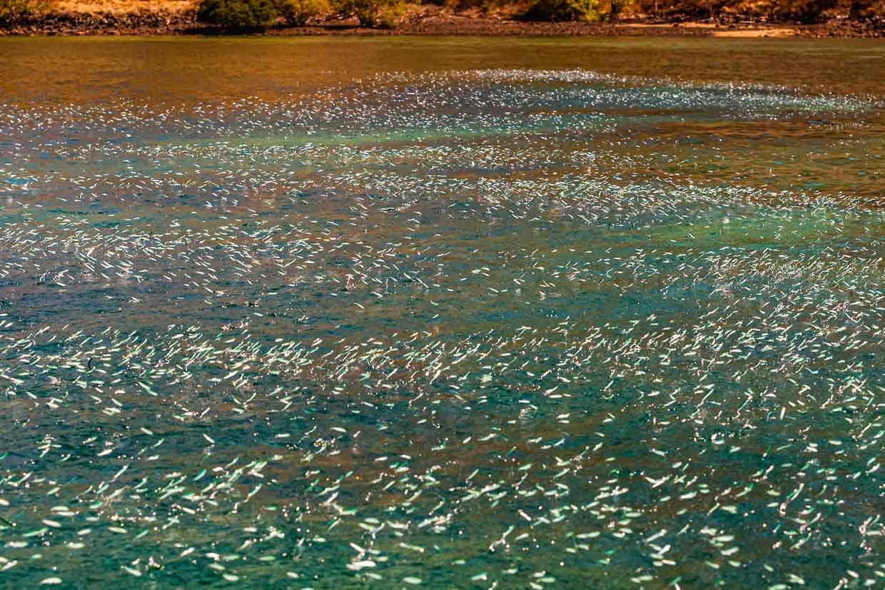 Anchovis springen in Massen aus dem Wasser und zeigen damit das Vorhandensein von Raubfischen an / © Foto: Georg Berg
