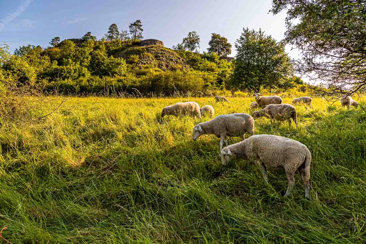 Idylle auf dem Kräuterlehrpfad. Die Schafe als natürliche Flächenpfleger fressen gegen eine Verbuschung des Geländes an. Seitdem sie im Einsatz sind, ist der Bestand der giftigen Lupinen stark zurückgegangen / © Foto: Georg Berg