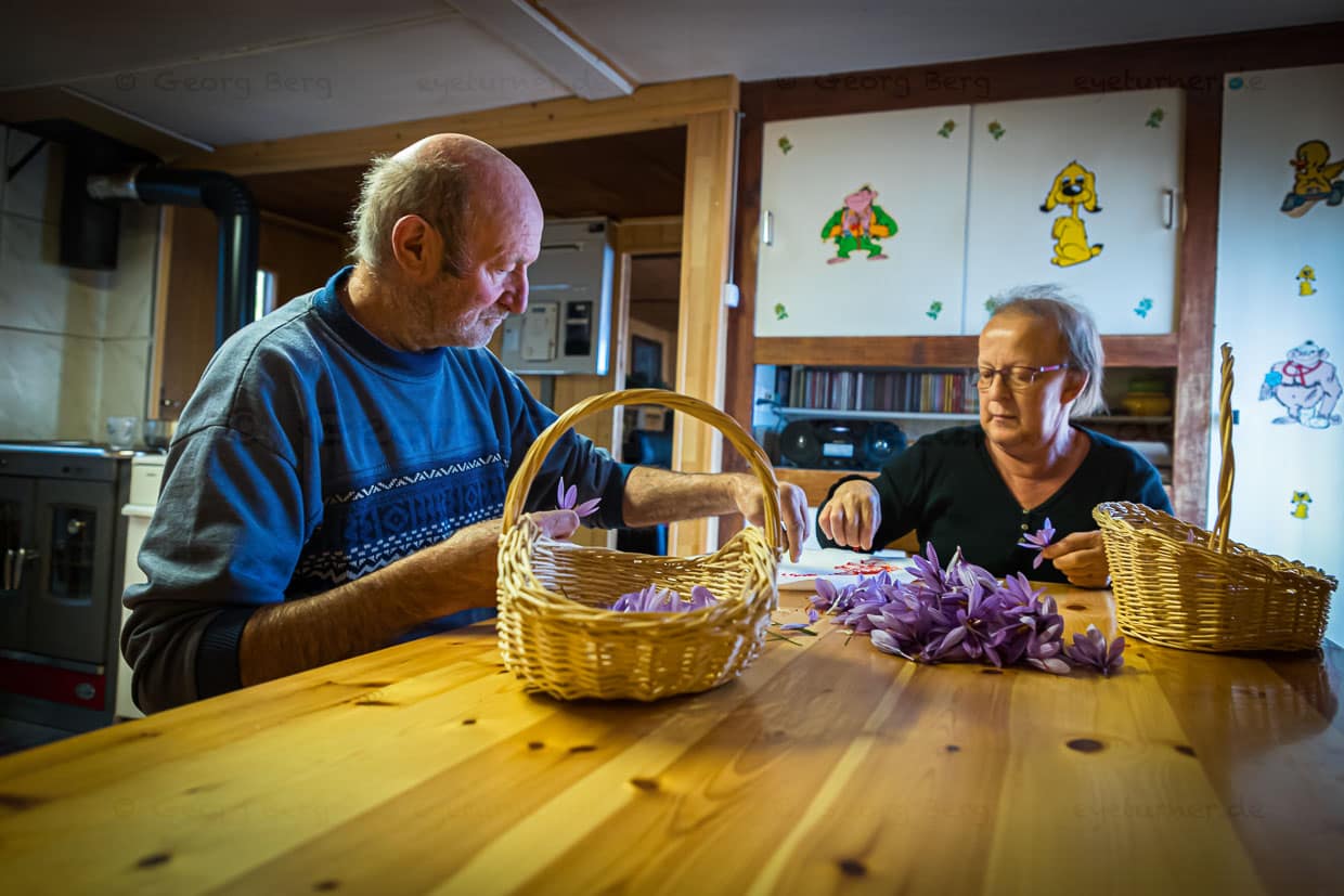 Die Zahl der geernteten Blüten wird genau gezählt. An einem Tag zu Beginn der Erntezeit sind es 98 / © Foto: Georg Berg