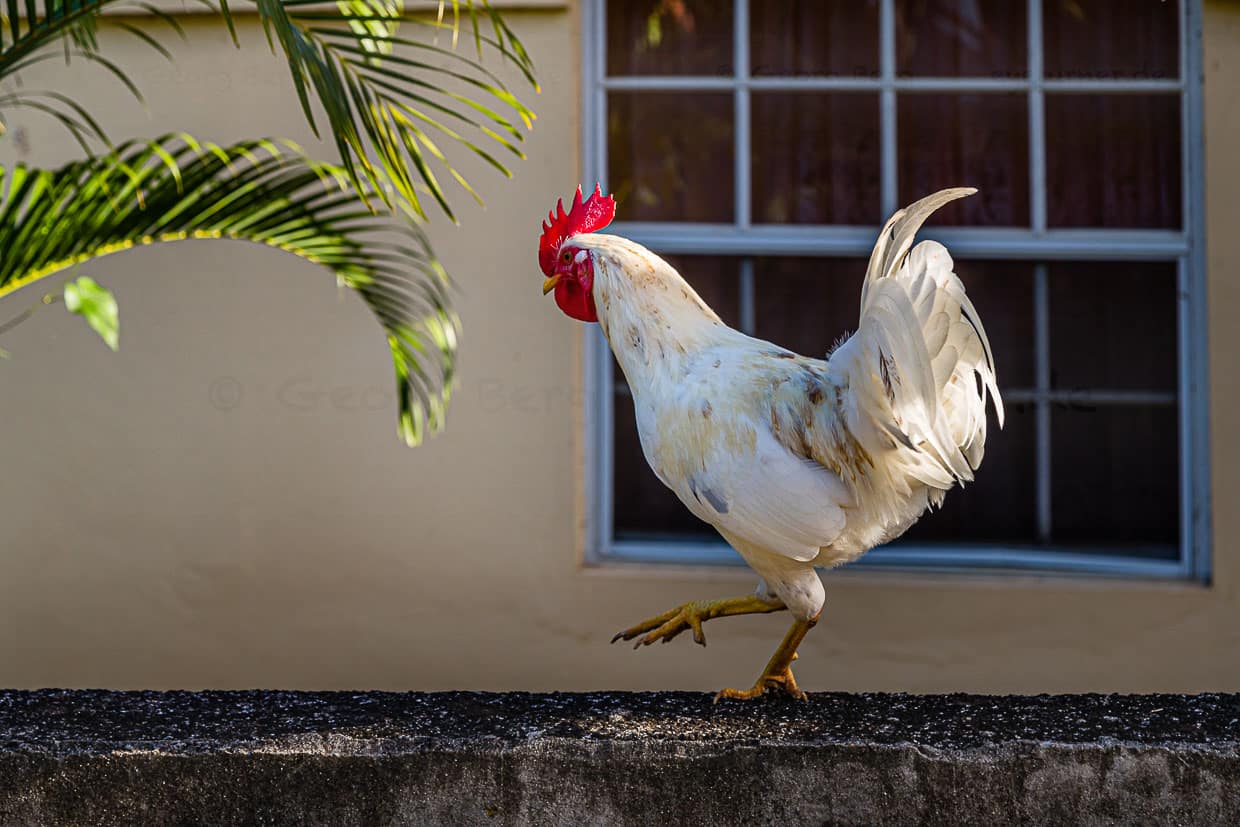 Karibischer Hahn auf dem Happy Hill / © Foto: Georg Berg