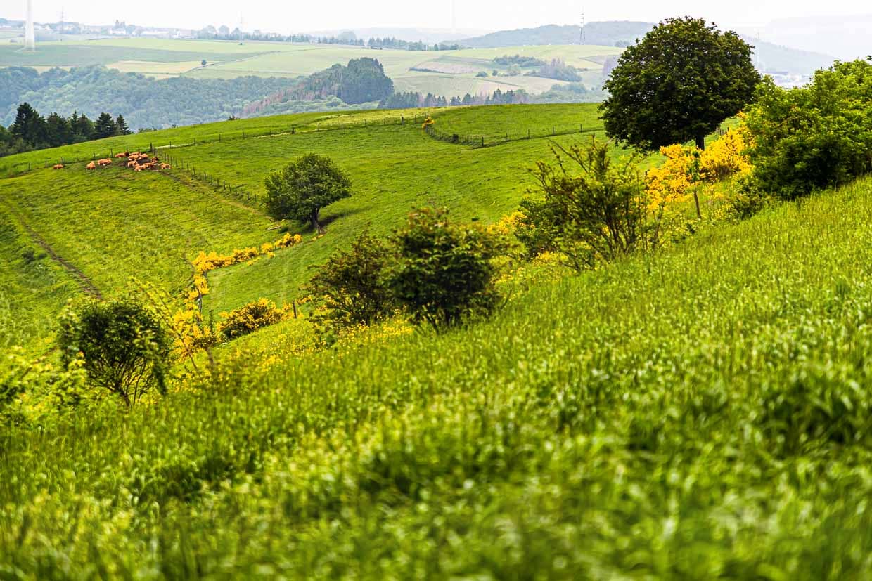 Auf dem Escapardenne Trail gewinnt man immer wieder Höhe und wird mit Blicken in die Landschaft belohnt / © Foto: Georg Berg