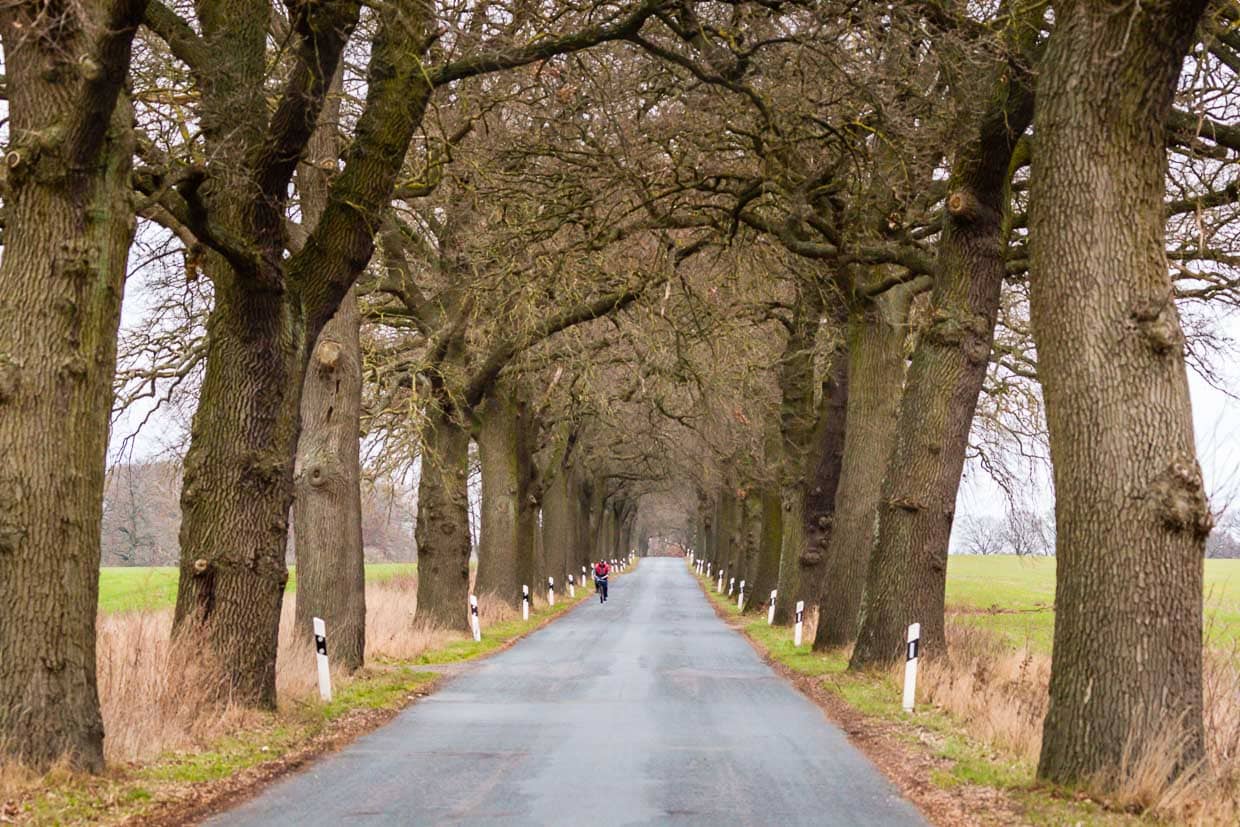 Avenida de robles en Mecklemburgo-Pomerania Occidental / © Foto: Georg Berg