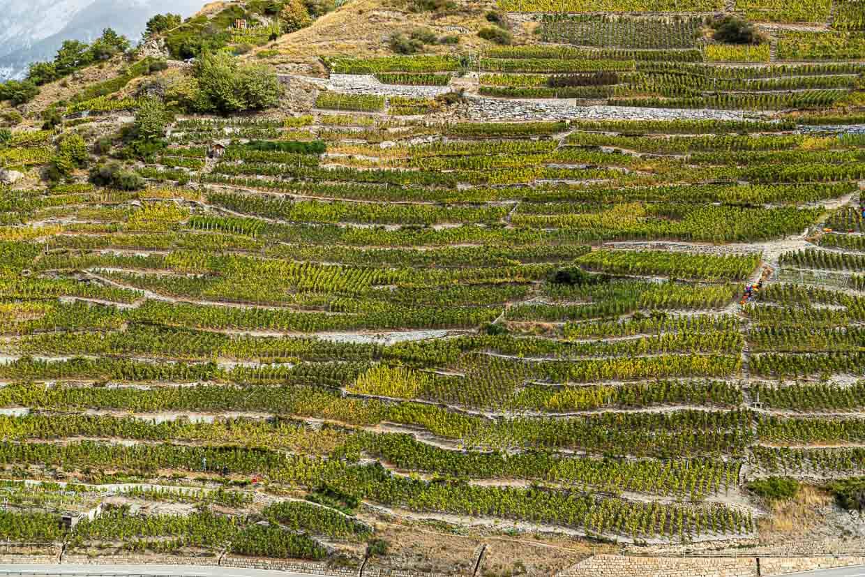 El viñedo más alto de Europa en Visperterminen / © Foto: Georg Berg