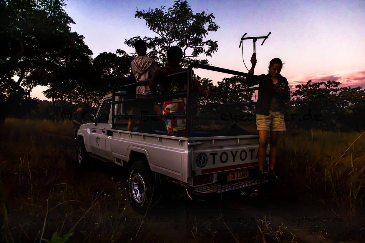 Con una antena, un voluntario encargado de la vigilancia en la Reserva de Fauna de Majete busca a la leona que va a recibir un nuevo collar de radio / © Foto: Georg Berg