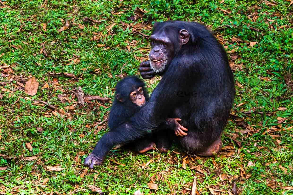 Wildlife pur: Chimpansenmutter mit ihrem Baby / © Foto: Georg Berg