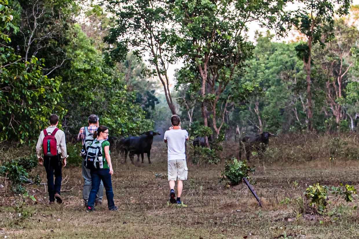 Bei der Begegnung mit Wasserbüffeln hilft gegenseitiger Respekt. Wichtig ist, dass sich die Tiere nicht in die Enge getrieben fühlen / © Foto: Georg Berg