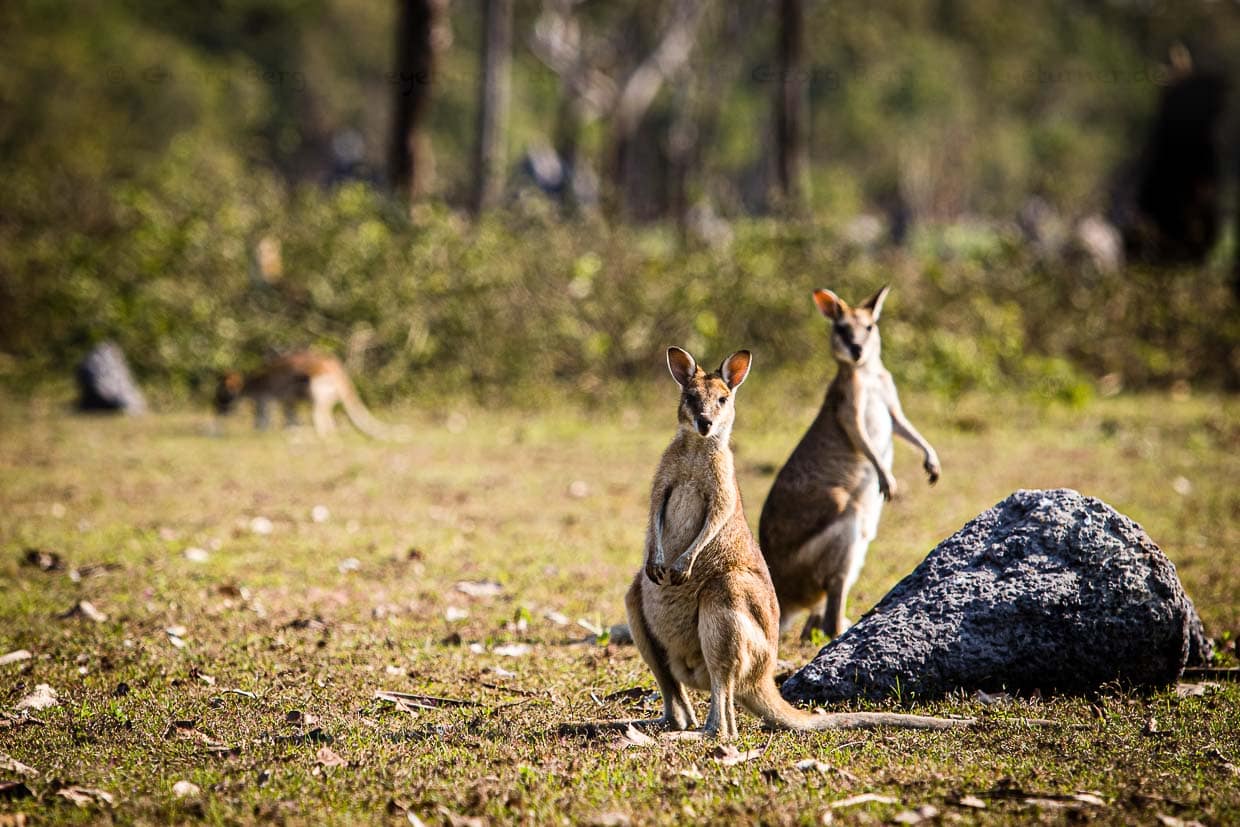 Die Wappentiere Australiens - Kängurus sind neugierig - aber in ihrer Aggressivität auch nicht zu unterschätzen / © Foto: Georg Berg