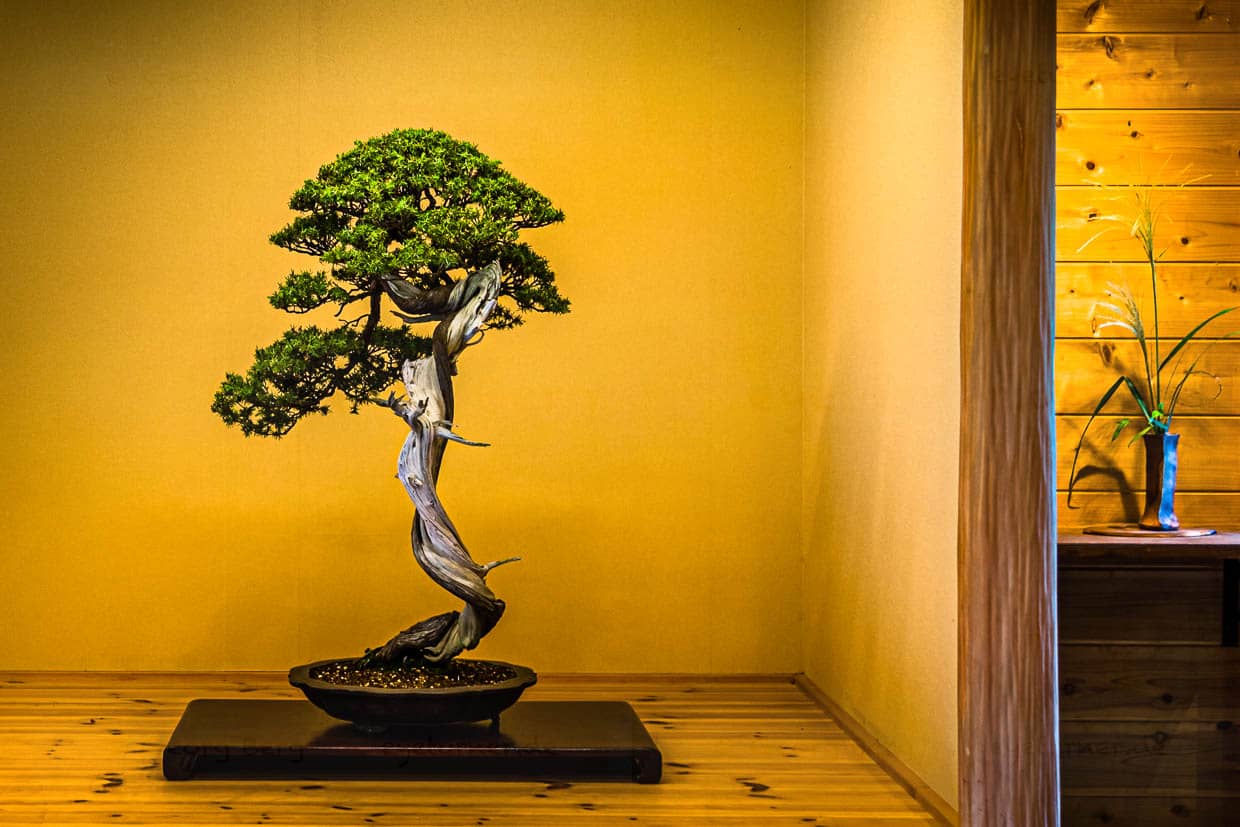 Der Schriftsteller Peter Rosei schreibt in seinen Reisenotizen, „Die Japaner haben unübersehbar einen Hang zu übersichtlich eingerichteten, ja gezähmten Welten.“ Im Alkoven eines traditionellen Hauses wird mit viel Bedacht nur eine Vase, eine Blume oder ein Bonsai präsentiert / © Foto: Georg Berg