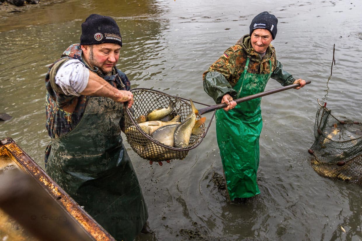 Deux pêcheurs avec un filet rempli de carpes miroir / © Photo : Georg Berg
