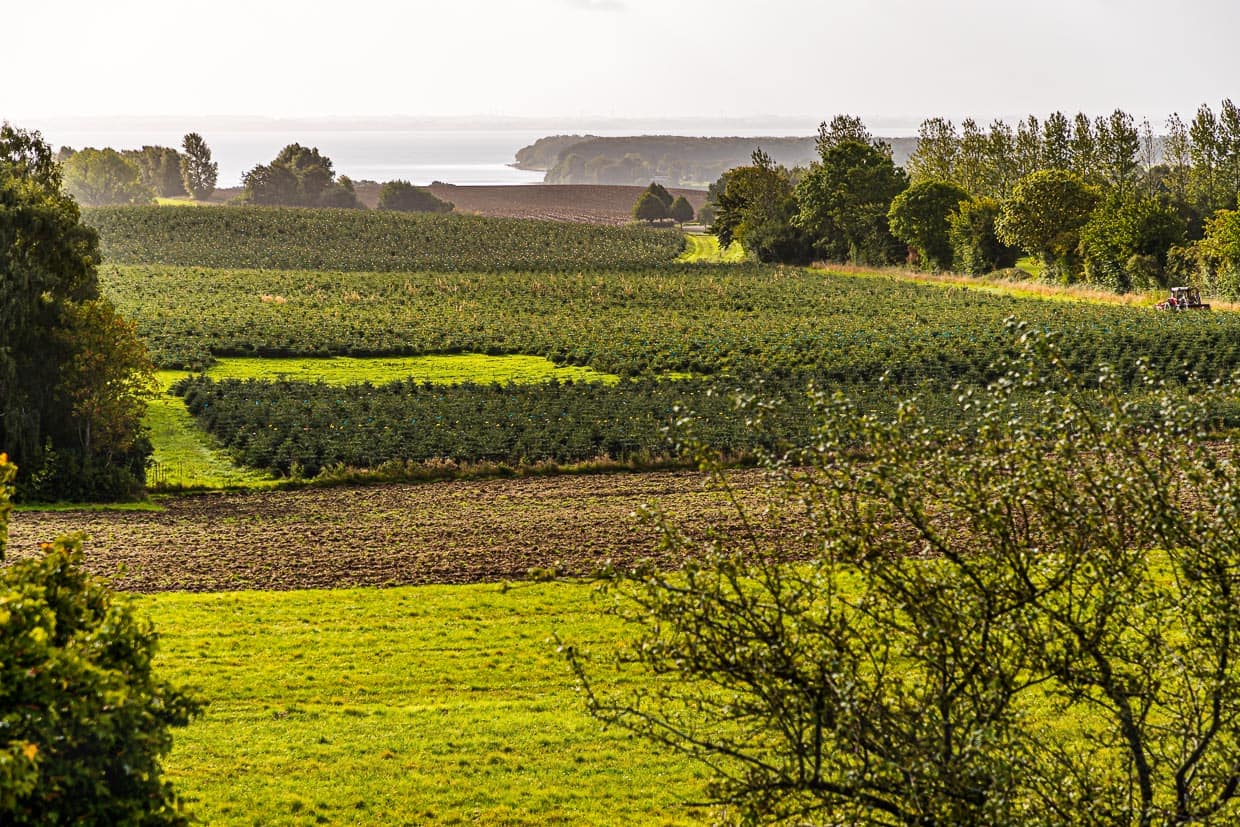 La mer n'est jamais très loin à Funen. Les viticulteurs en profitent également, car la terre dans laquelle se trouvent aujourd'hui les vignes est riche en minéraux. Mais ce sont surtout des arbres de Noël qui sont cultivés ici / © Photo : Georg Berg
