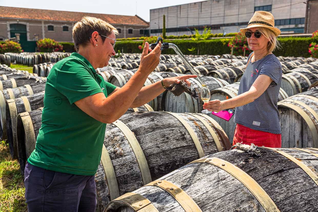 Dégustation de "vin nouveau" et de vin blanc vieilli pendant 7 mois à l'extérieur de l'usine de production de Marseillan, France. Lors d'une visite de l'usine de production de Noilly Prat à Marseillan, les étapes préliminaires à la production de vermouth sont également dégustées. Ici, les vins blancs sont stockés à l'extérieur. Pendant plus de 12 mois, le vin blanc de la région est stocké dans de vieux fûts de chêne et exposé aux éléments tels que le soleil et le vent. Le goût d'un vin blanc après sept mois de stockage dans la cour intérieure est fortement influencé par la brise marine constante. Lorsque le vin nouveau est encore très acide et astringent / © Photo : Georg Berg