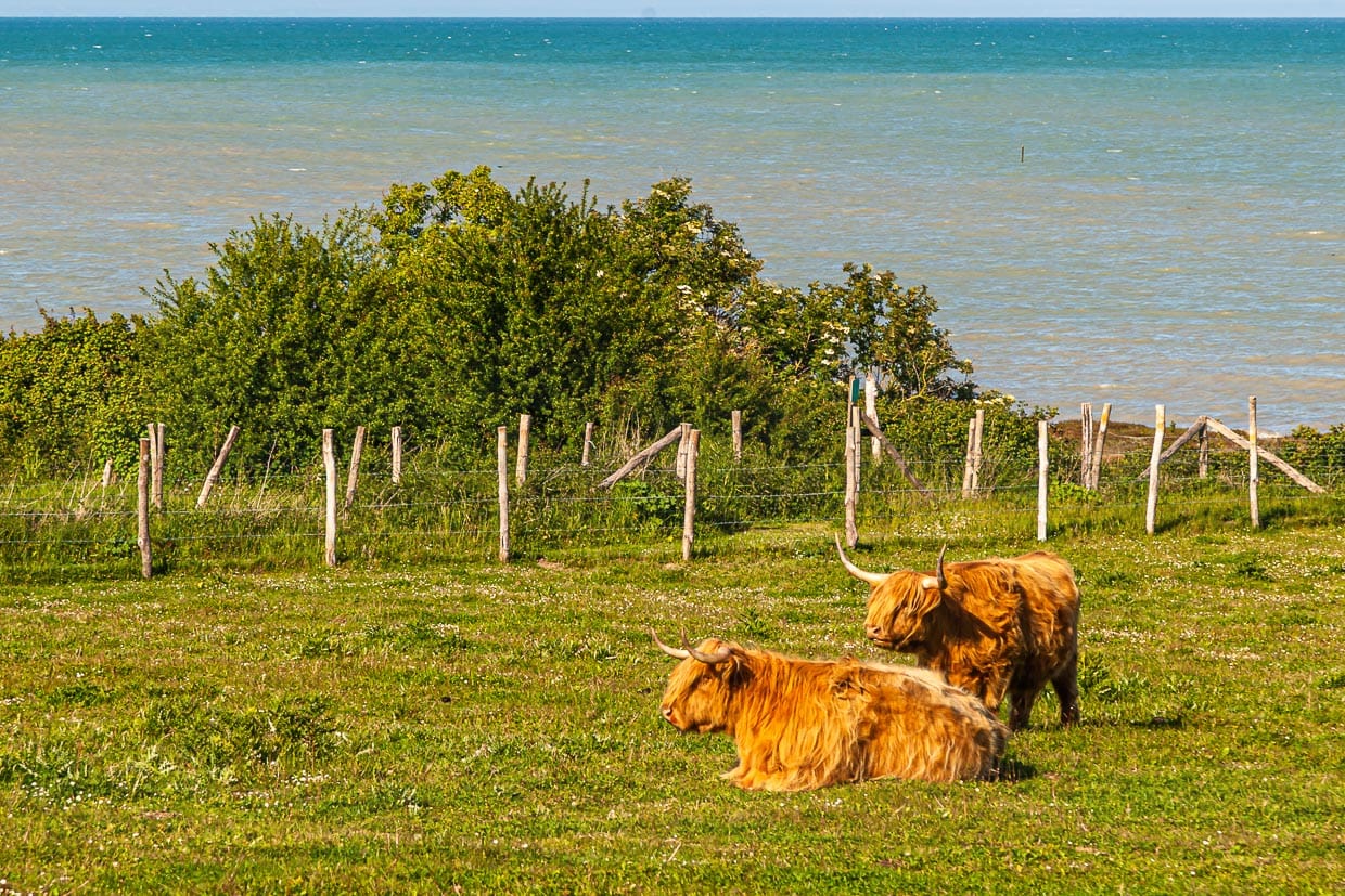 Grasen, dösen, wiederkäuen – Die Longhorns auf der Weide genießen die Meeresbrise jeden Tag / © Foto: Georg Berg