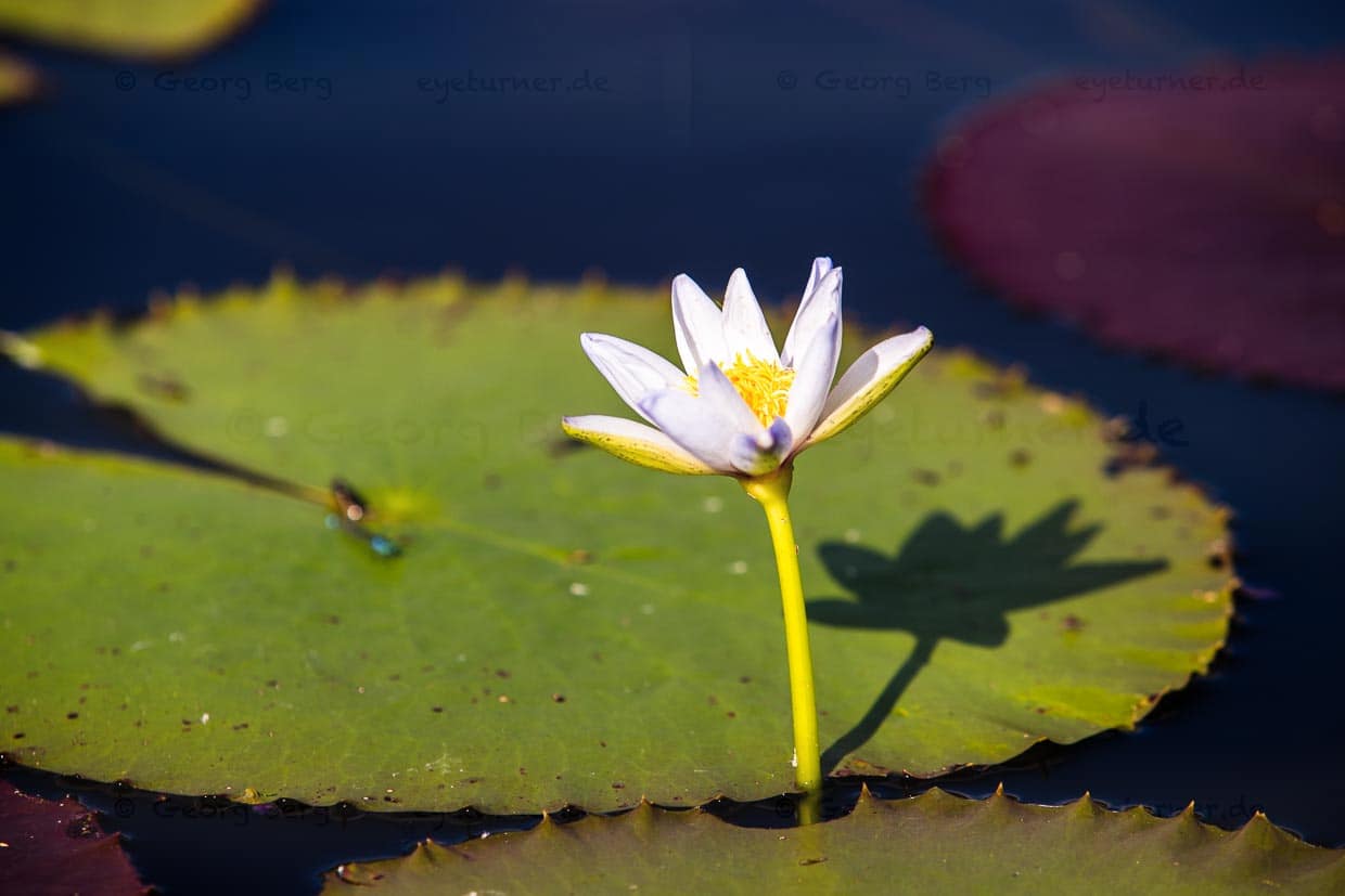 Diese Wasserlilien wachsen oft in Gewässern mit vielen Krokodilen / © Foto: Georg Berg