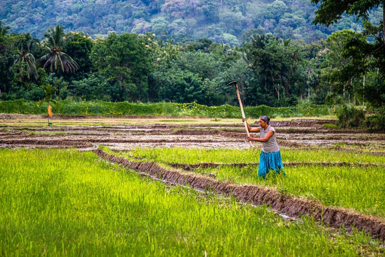 Bäuerin bei der Vorbereitung eines Reisfeldes / © Foto: Georg Berg