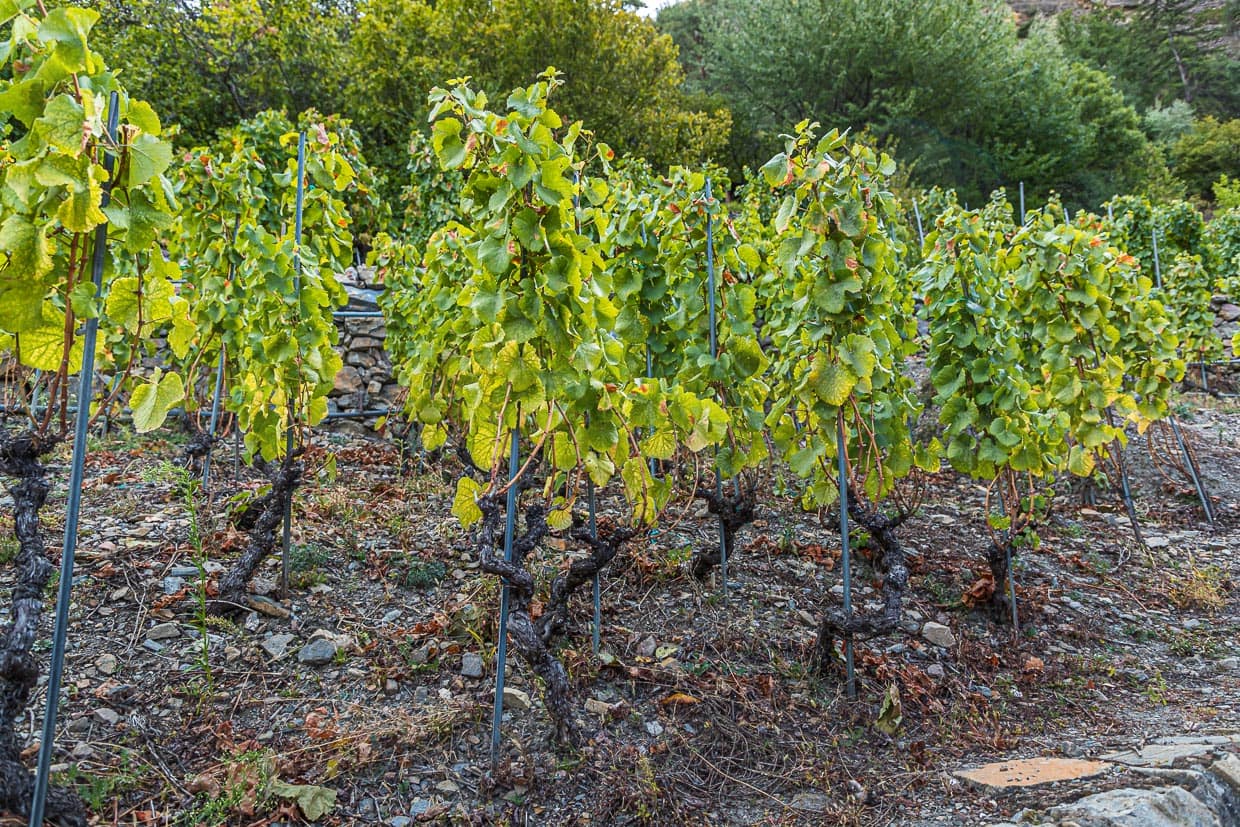 Die wurzelechten Rebstöcke des Heida haben im vorletzen Jahrhundert sogar der Reblausplage widerstanden / © Foto: Georg Berg