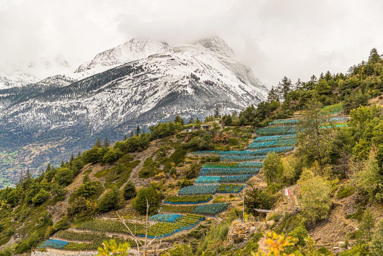 Es ist Ende September und die letzten Tage der Weinernte. Auf den Bergen liegt erster Neuschnee. Die Trauben werden mit Netzen geschützt / © Foto: Georg Berg