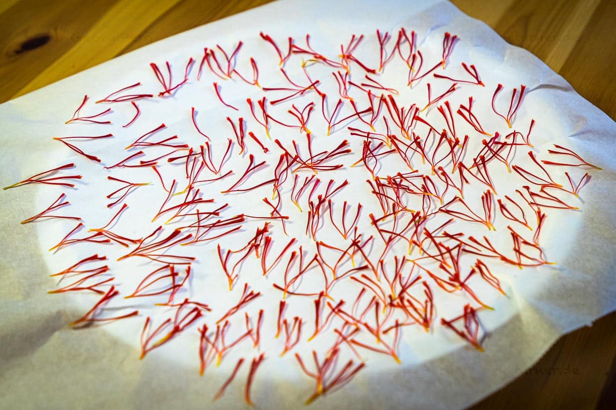 Die Tagesausbeute wird im Haus getrocknet und verringert ihr Gewicht innerhalb eines Tages auf ein Drittel / © Foto: Georg Berg