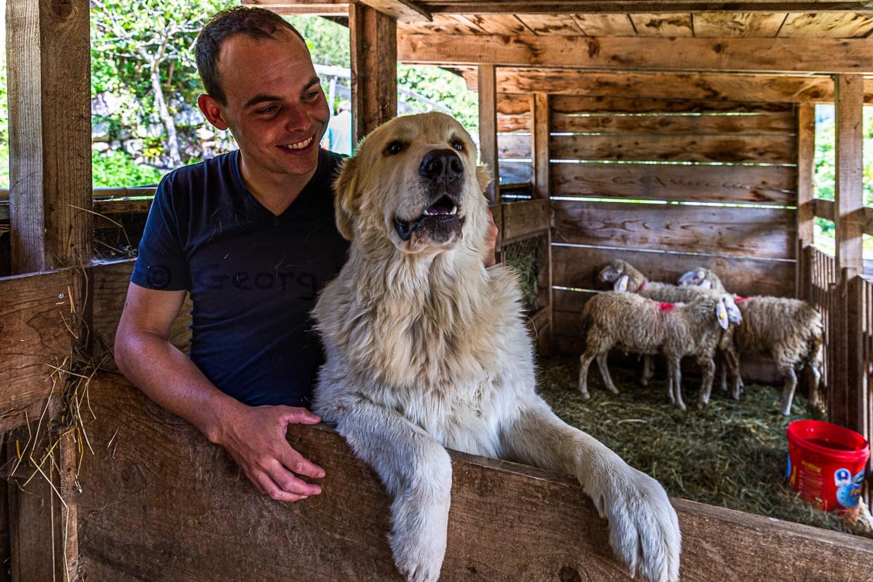 Franz Mair mit seinem Herdenschutzhund Kira. Beide Hunde sind tagsüber mit ein paar Schafen in einem offenen Verschlag / © Foto: Georg Berg