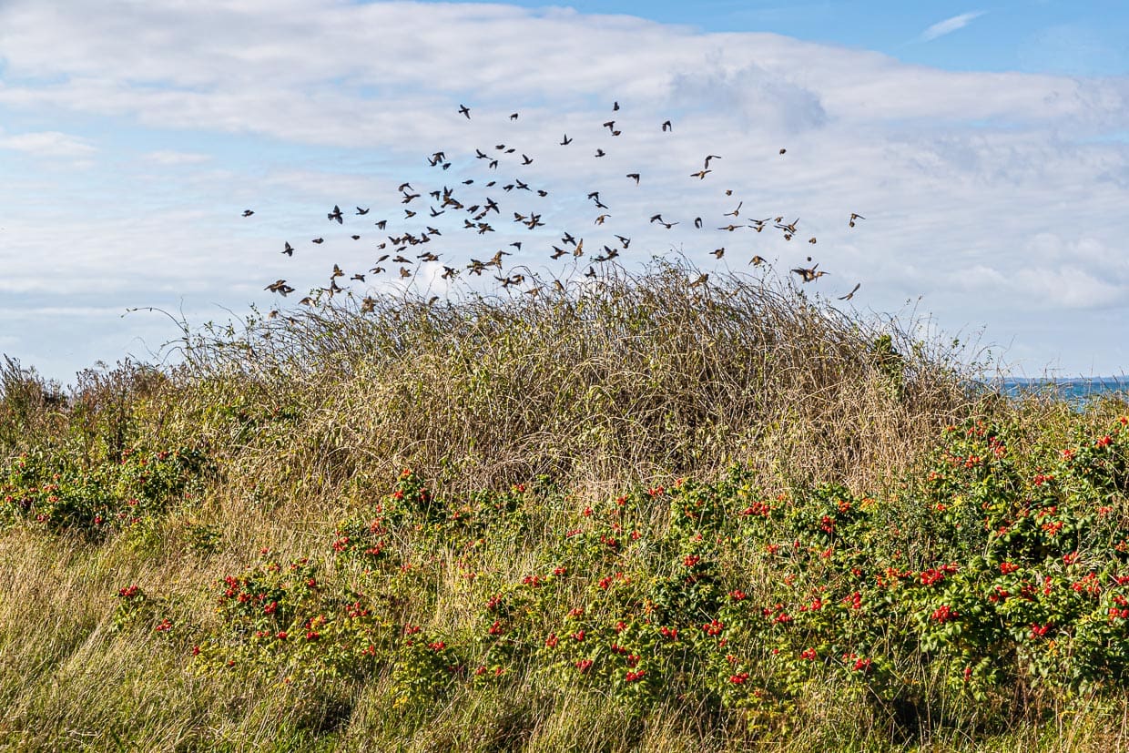 Formationsflug an der Küste. Vögel finden im Herbst besonders viel Nahrung in den Hecken voller Beerenfrüchte / © Foto: Georg Berg
