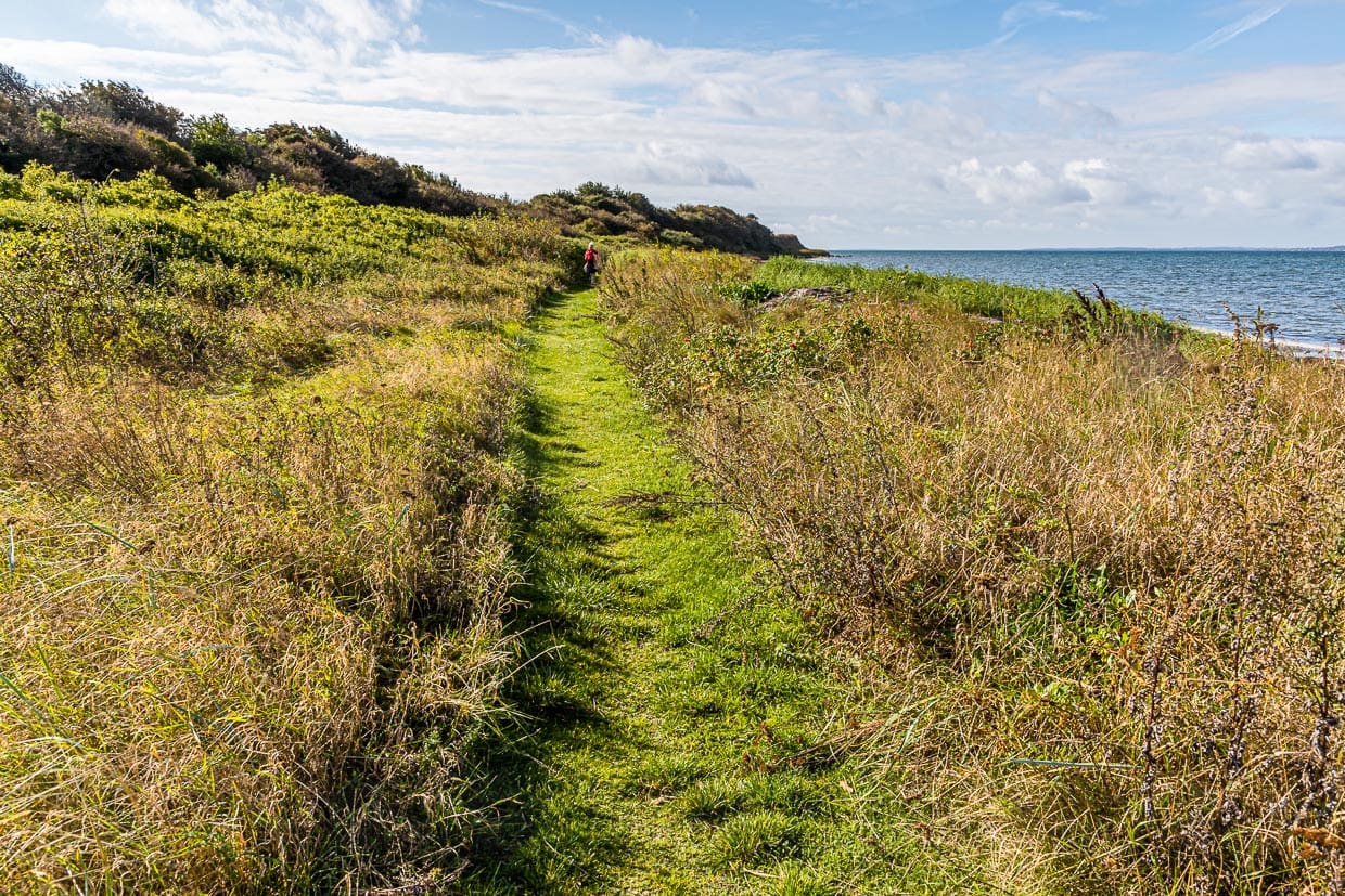 Wanderweg mit Meeresrauschen. Rund 15 Kilometer, der insgesamt 20 Kilometer von Lohals nach Tranekær verlaufen direkt an der Küste / © Foto: Georg Berg